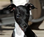 Tomasso, About Time Italian Greyhound Puppy!
